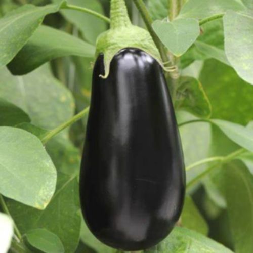 Photo de: Aubergine à l'unité
